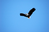 Senga Bay, Lake Nyasa, Central region, Malawi: African Fish Eagle in flight - Haliaeetus vociferi - photo by D.Davie