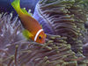 Maldives Underwater Tomato Clownfish and Anemone (photo by B.Cain)