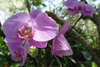 Mexico - Tabasco - Yumka Ecological park: orchid (photo by A.Caudron)