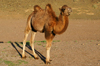 Gobi desert, southern Mongolia: young Bactrian camel, near Ongiin Khiid - photo by A.Ferrari