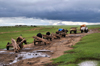 Khorgo-Terkhiin Tsagaan Nuur NP, Mongolia: yak caravan transporting wood and gers, on the way to the White Lake - photo by A.Ferrari