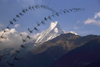 Pokhara, Nepal: Annapurna range - bamboo stems in front of Machapuchare Mountain - photo by E.Petitalot