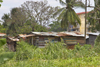 Panama City: Curundu Shanties, a very dangerous area of Panama City, where cops don't dare to enter. - photo by H.Olarte