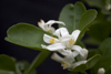 Panama province - Citrofortunella microcarpa flowers - Calamondin or Kalamansi - photo by H.Olarte