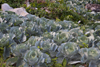 Boquete, Chiriqu Province, Panama: cabbage patch - photo by H.Olarte