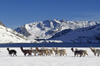 Ausangate massif, Cuzco region, Peru: a herd of snow dusted Alpacas pass by Laguna Jatun Pucacocha  Vicugna paos - domesticated ungulates - Peruvian Andes - photo by C.Lovell