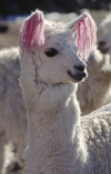 Ausangate massif, Cuzco region, Peru: white Llama with ear tassels at Hacienda Uchuy Finaya - Lama glama - Auzangate Trek - Peruvian Andes - photo by C.Lovell