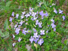 Russia - Kabardino-Balkaria - Kabardino-Balkaria - Baksan valley: mountain flowers (photo by D.Ediev)