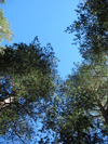 Russia - Kabardino-Balkaria - Kabardino-Balkaria - Baksan valley: forest (photo by D.Ediev)