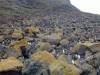 Saint Paul island / Ile Saint Paul: rockhopper penguin colony (photo by Francis Lynch)