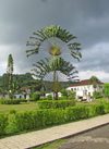 Santo Antnio, Prncipe island, So Tom and Prncipe / STP: Independence square - travellers palms on the main square / wooden walkway - rvores do viajante - photo by G.Frysinger