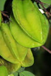 Prncipe island, So Tom and Prncipe / STP: starfruit on the tree - Averrhoa carambola / carambolas na rvore - photo by M.Torres