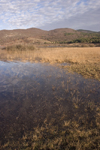 Slovenia - Pivka Valley: Palsko lake - submerged grass - photo by I.Middleton