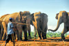 Kegalle, Sabaragamuwa province, Sri Lanka: Pinnawala Elephant preserve - group of Asian elephants with their mahout - photo by M.Torres