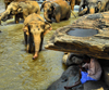 Kegalle, Sabaragamuwa province, Sri Lanka: a mahout seeks the shade under a stone slab, while elephants bathe - Pinnewela Elephant Orphanage, Rambukkana - photo by M.Torres