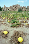 Turkey - Cappadocia: pumpkins and cones - photo by J.Kaman