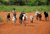 Entebbe, Wakiso District, Uganda: child labor - young boy shepherding goats - Manyago area - photo by M.Torres