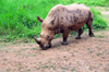 Entebbe, Wakiso District, Uganda: northern white rhinoceros (Ceratotherium simum cottoni) - photo by M.Torres