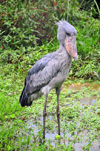 Entebbe, Wakiso District, Uganda: shoebill on a swamp - (Balaeniceps rex) - photo by M.Torres