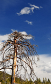 Rocky Mountain National Park, Colorado, USA: one of many trees killed by the Lawn Lake Dam flood - photo by M.Torres