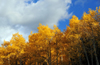 Roosevelt National Forest - Poudre Canyon, Larimer County, Colorado, USA: the colours of Autumn - CO 14 road - Poudre Canyon Hwy - photo by M.Torres