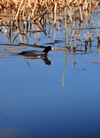 Bosque del Apache National Wildlife Refuge, Socorro County, New Mexico, USA: American coot in the reeds - Fulica americana - photo by M.Torres