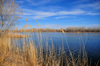 Bosque del Apache National Wildlife Refuge, Socorro County, New Mexico, USA: tranquil pond - photo by M.Torres