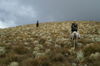 106 Venezuela - San Jos del Sur - horse riding in the paramo de San Jose - photo by A. Ferrari